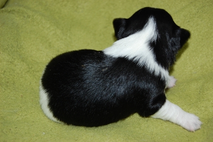 ロングコートチワワの子犬の写真No.201005133-2