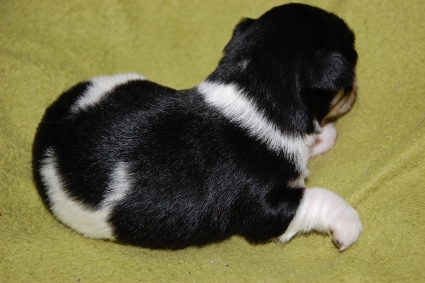 ロングコートチワワの子犬の写真No.201005134-2