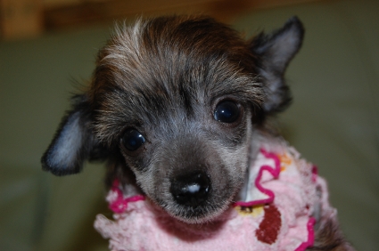 チャイニーズクレステッドドッグの子犬の写真