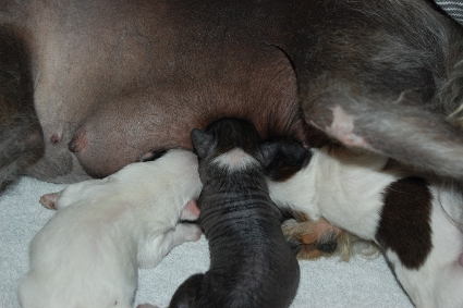 2011年3月11日産まれのチャイニーズクレステッドドッグ子犬の写真