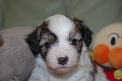 チャイニーズクレステッドドッグの子犬の写真No.201103111