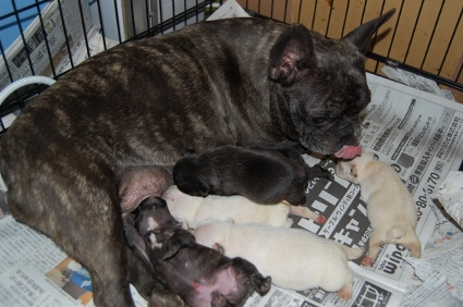 2009年3月7日産まれのフレンチブルドッグ子犬の写真