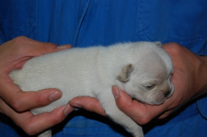 フレンチブルドッグの子犬の写真200903071-2
