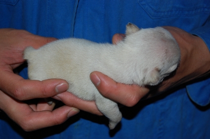 フレンチブルドッグの子犬の写真200903072-2