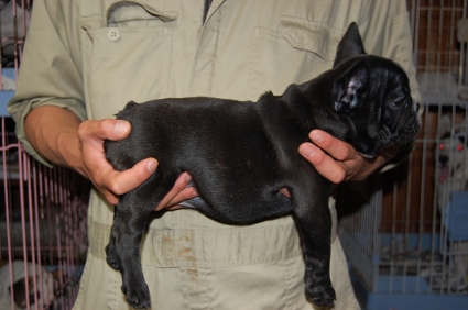 フレンチブルドッグの子犬の写真200903111-2