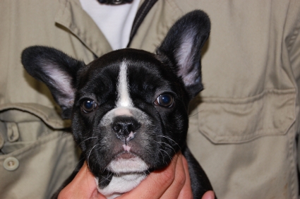 2009年3月11日生まれのフレンチブルドッグ子犬の写真