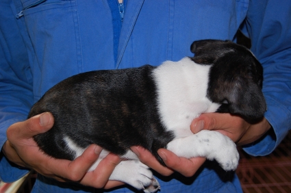 フレンチブルドッグの子犬の写真200904141-2