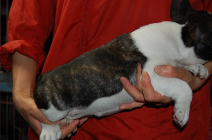 フレンチブルドッグのメスの子犬の側面写真