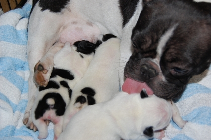 2009年9月1日産まれのフレンチブルドッグ子犬の写真