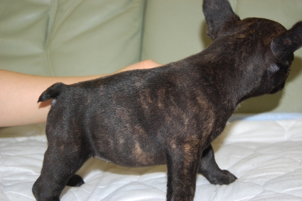 フレンチブルドッグの子犬の写真20091208-2