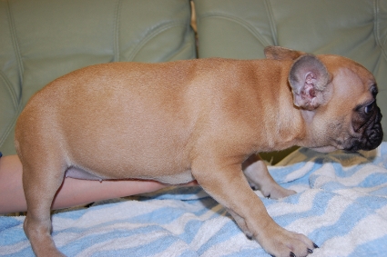 フレンチブルドッグの子犬の写真20091105-2