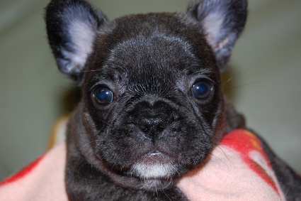 フレンチブルドッグの子犬