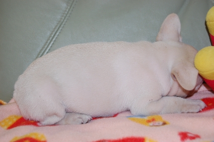 フレンチブルドッグの子犬の写真201001244-2