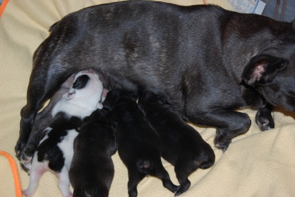 2010年9月29日産まれのフレンチブルドッグ子犬の写真