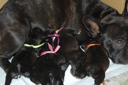 2011年2月13日産まれのフレンチブルドッグ子犬の写真
