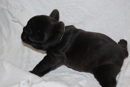 フレンチブルドッグの子犬の写真201103271-2