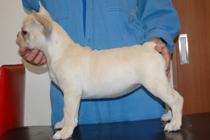 フレンチブルドッグの子犬の写真201102131-2