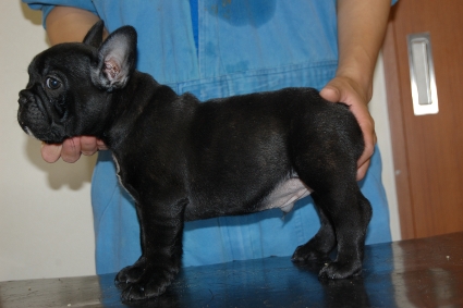 フレンチブルドッグの子犬の写真201103272-2