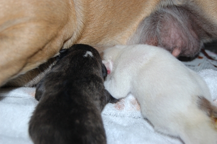 2011年5月13日産まれのフレンチブルドッグ子犬の写真