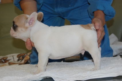 フレンチブルドッグの子犬の写真201105131-2