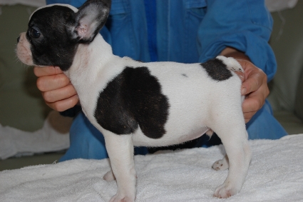 フレンチブルドッグの子犬の写真201105133-2