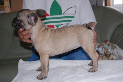 フレンチブルドッグの子犬の写真201106041-2