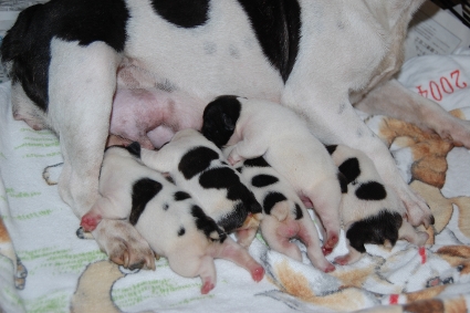 2011年8月24日産まれのフレンチブルドッグ子犬の写真
