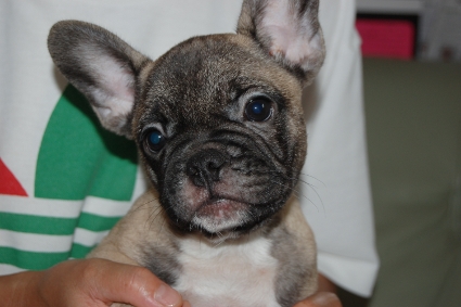 フレンチブルドッグの子犬の写真201106041