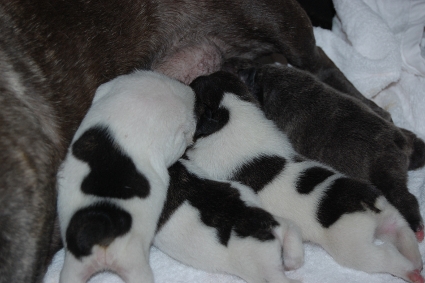 2011年9月27日産まれのフレンチブルドッグ子犬の写真
