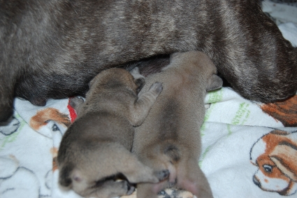 2011年11月5日産まれのフレンチブルドッグ子犬の写真