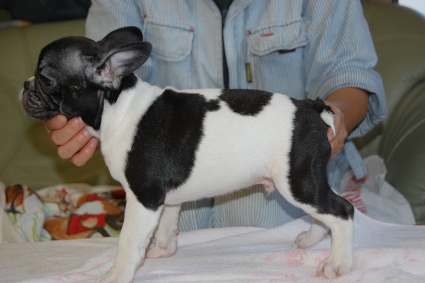 フレンチブルドッグの子犬の写真201108242-2