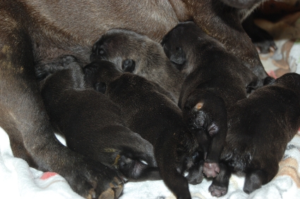 2011年11月30日産まれのフレンチブルドッグ子犬の写真