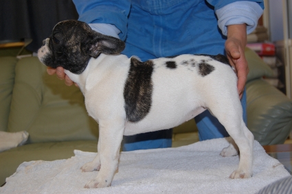 フレンチブルドッグの子犬の写真201108244-2