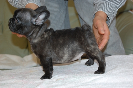 フレンチブルドッグの子犬の写真201111301-2