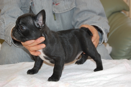 フレンチブルドッグの子犬の写真201111302-2