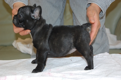 フレンチブルドッグの子犬の写真201111303-2