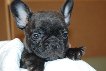 フレンチブルドッグの子犬の写真201111301