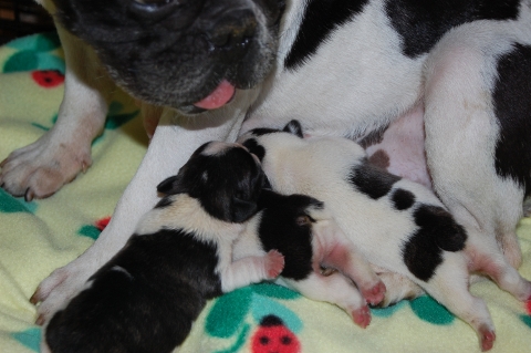 2012年5月21日産まれのフレンチブルドッグ子犬の写真