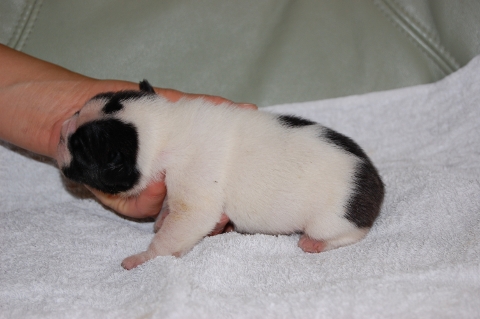 フレンチブルドッグの子犬の写真201205211-2