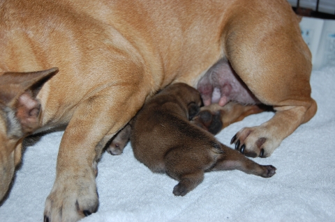 2012年6月1日産まれのフレンチブルドッグ子犬の写真