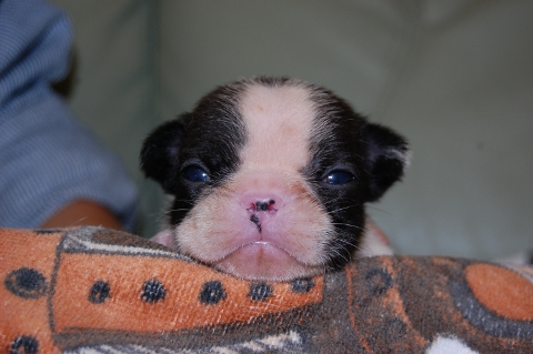フレンチブルドッグの子犬の写真201205211