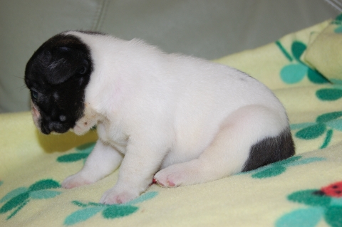 フレンチブルドッグの子犬の写真201205211-2