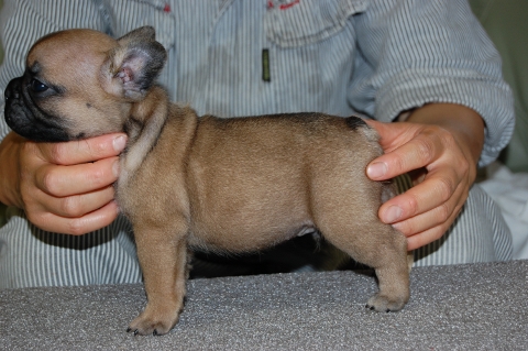 フレンチブルドッグの子犬の写真201206011-2