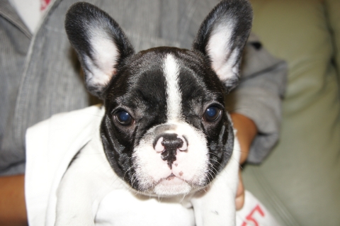 フレンチブルドッグの子犬の写真201205211