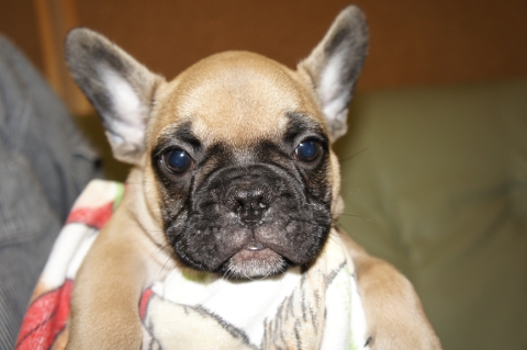 フレンチブルドッグの子犬の写真201206011