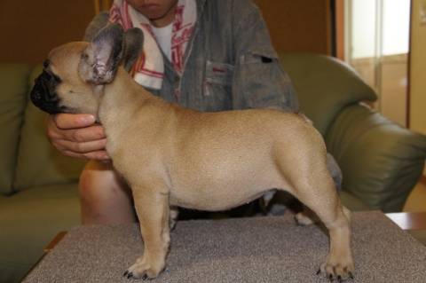 フレンチブルドッグの子犬の写真201206011-2