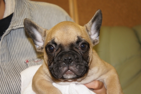フレンチブルドッグの子犬の写真201206011