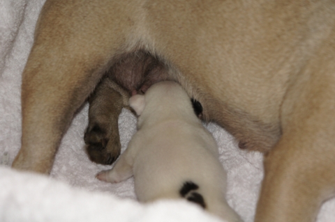 2012年11月16日産まれのフレンチブルドッグ子犬の写真