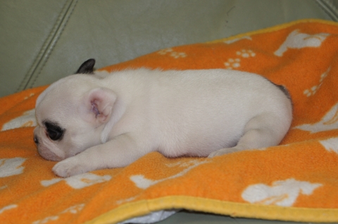 フレンチブルドッグの子犬の写真201211161-2