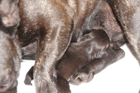 2012年12月11日産まれのフレンチブルドッグ子犬の写真